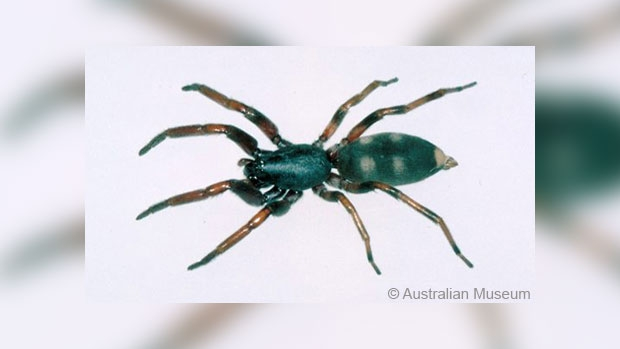 Article image for Man loses legs, spleen, use of his right arm after white-tailed spider bite