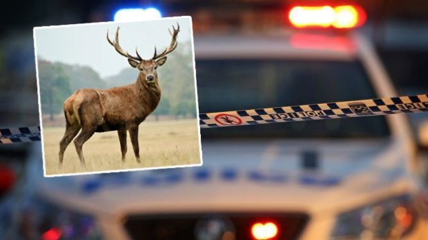Article image for RUMOUR CONFIRMED: Deer smashes into Alphington house and causes chaos