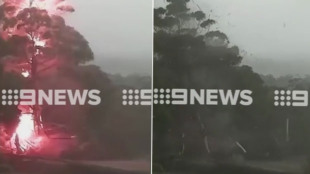 Article image for WATCH: Gum tree ‘explodes’ after being struck by lightning