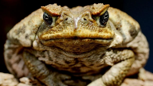 Article image for Former chef believes he has the solution on how to reduce Australia’s cane toad population, eat them!
