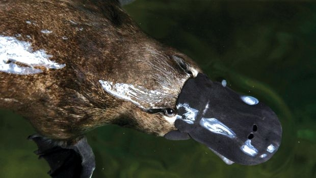 Article image for Three platypuses have been found dead in the Albury Botanic Gardens over the last five weeks