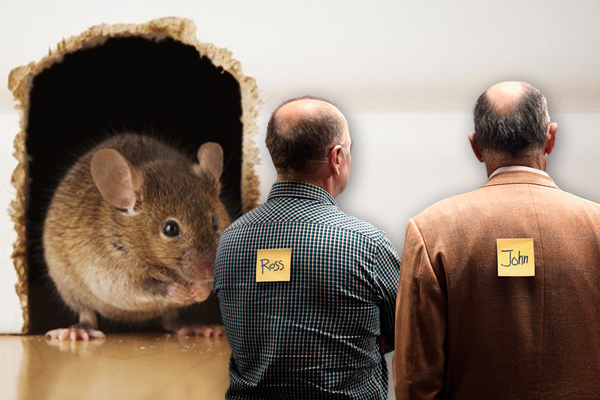 Article image for Mice plague: Ross had a mouse in the house, and they’re city-bound