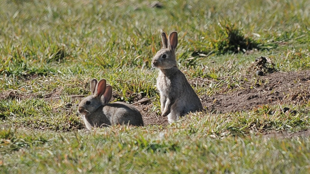 Article image for Pesky wild rabbits running rampant at Werribee Zoo