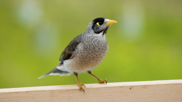 Article image for Cull of native Noisy Miner bird has begun in Victoria and New South Wales