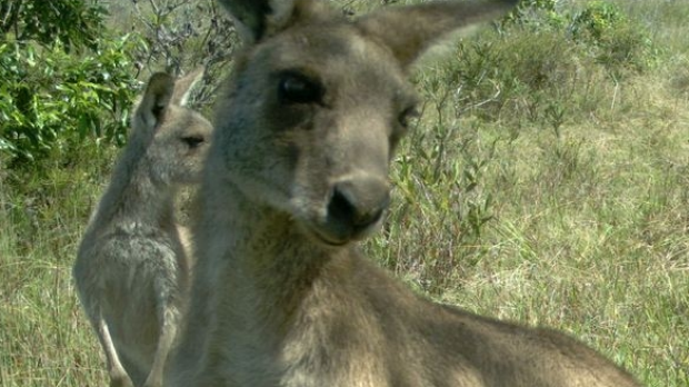 Article image for Controversial plans to cull kangaroos on golf course under fire