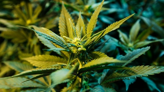 Article image for Ideas Factory: 3AW Mornings tackles debate about legalising marijuana