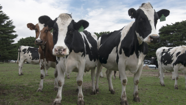 Article image for Dairy farmers left feeling ‘numb’ after latest price cut