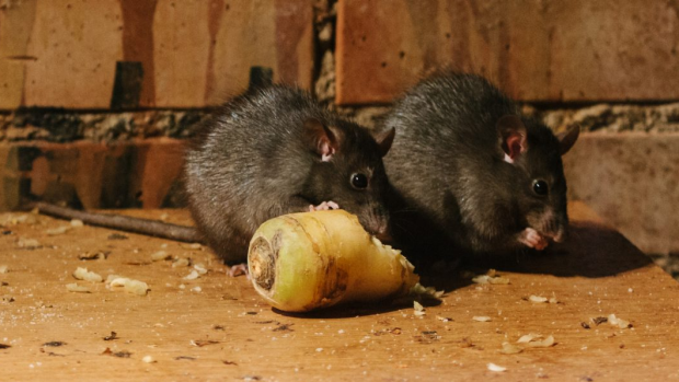 Article image for Predictions of a (disgusting) rat plague in Melbourne