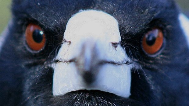 Article image for Study finds magpies swoop certain people