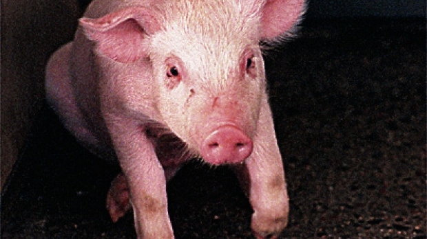 Article image for Farmer wants his piglets back after they were stolen by activists at Cranbourne