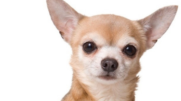 Article image for Chihuahua chases chastened crim from Doveton home