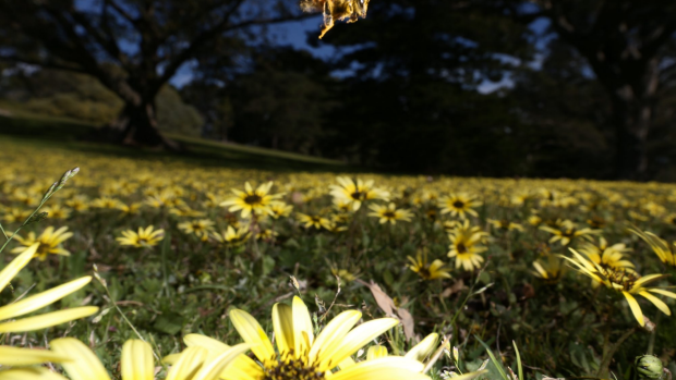 Article image for Something in the air? Melbourne’s hay fever season tipped to be bad this spring