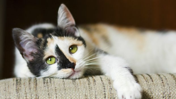 Article image for Family members upset as cats left $20,000 in will