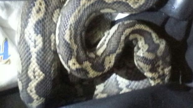 Article image for Police find carpet python in backpack of wanted man in Richmond