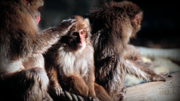 Article image for Australian scientists restart controversial program of importing live monkeys for medical research