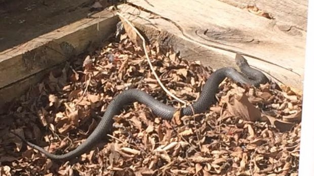 Article image for ‘They’re definitely out and about’: It’s spring snake season…