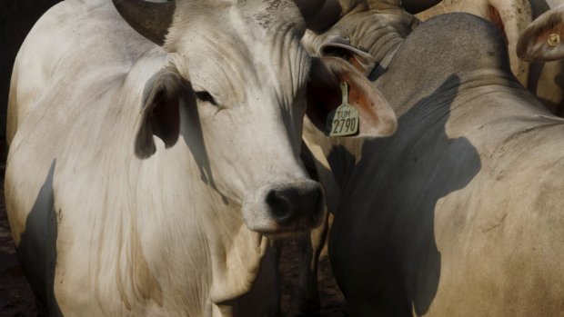 Article image for Rumour confirmed: Live cattle ship stranded in Port Philip Bay