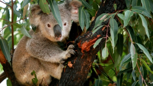 Article image for Culling chlamydia-ridden koalas could save species, researcher tells 3AW