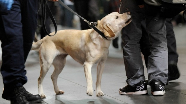 Article image for Sniffer dog trial at Melbourne mental health results in 23 drug seizures
