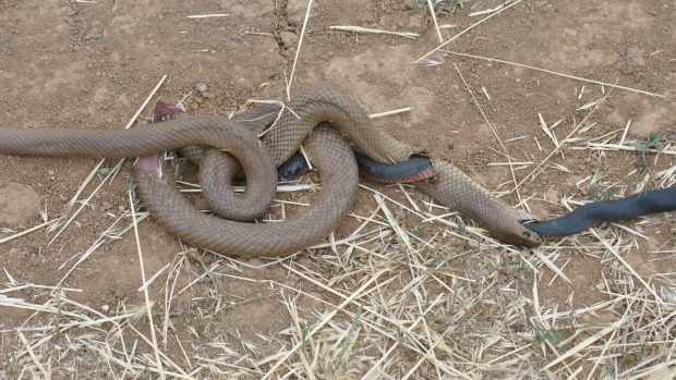 Article image for Photo emerges of black snake eating its way out of brown snake