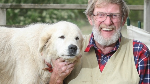 Article image for Maremma dogs could act as security guards for penguins at Melbourne Zoo