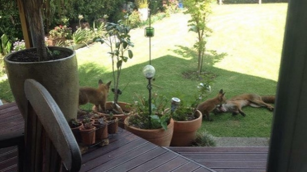 Article image for Family of foxes move into Altona backyard