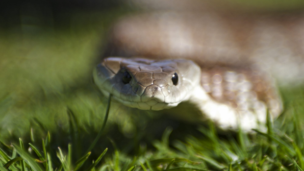 Article image for RUMOUR FILE: Retired Yarram woman becomes snake catcher