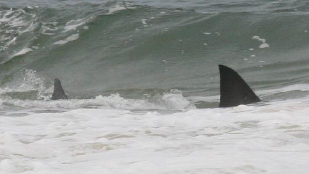 Article image for Cape Conran shark and rotting whale doesn’t deter young swimmers