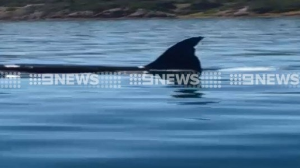 Article image for Killer whales spotted in Port Phillip