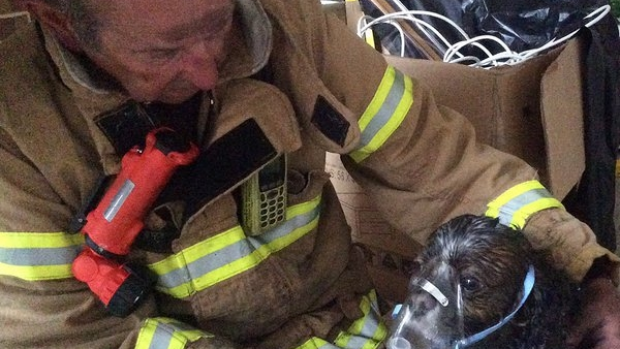 Article image for Firefighters use oxygen to save pet dog from burning house