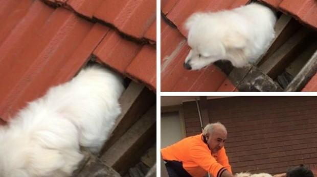 Article image for Lost dog found in roof