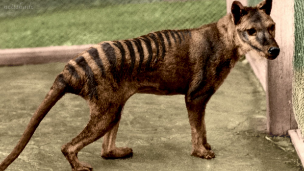 Article image for Tasmanian tiger sighting reported at Venus Bay