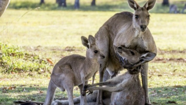 Article image for Mammalogist tells Tom Elliott what’s REALLY happening in that kangaroo photo