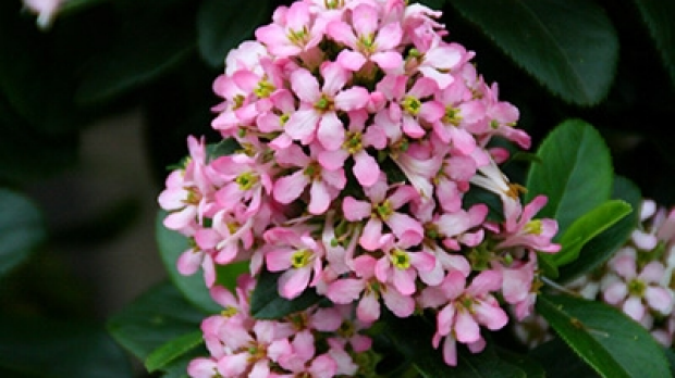 Article image for Jane’s plant of the week: Pink Elle