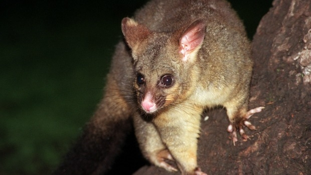 Article image for Would you eat possum meat?