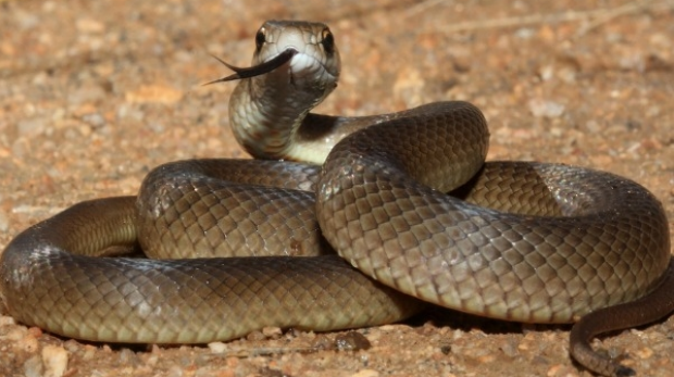 Article image for Confirmed: Pet snake found in Victorian prison cell