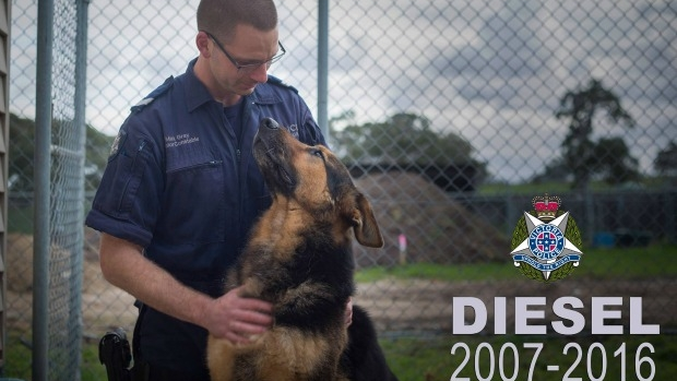 Article image for Beloved police dog Diesel dies