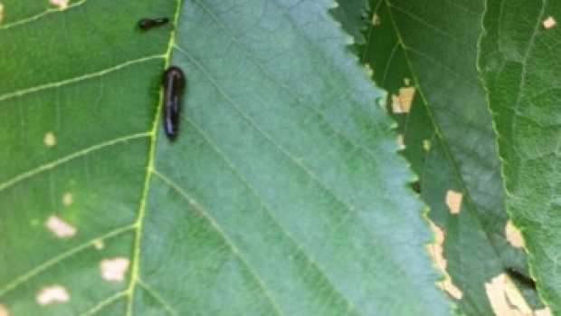 Article image for Garden problem solver: skeleton leaves