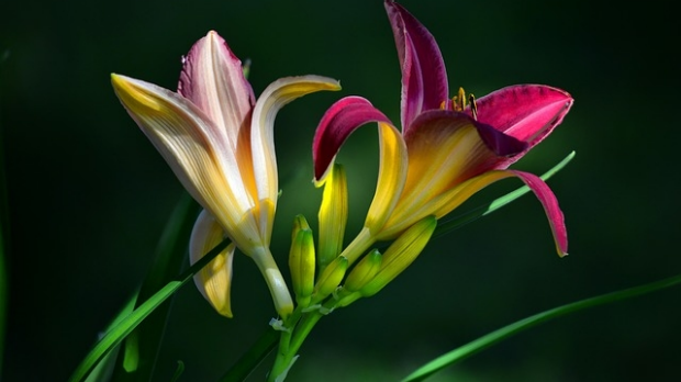 Article image for Jane’s Plant of the Week: Day lilies