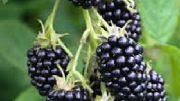 Article image for How to: grow blackberries