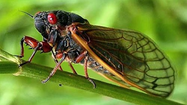 Article image for Did you hear that? Cicadas get Melbourne chirping, but…