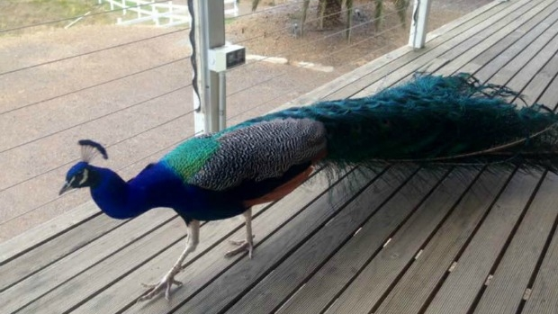 Article image for Mansfield locals vent anger on 3AW Drive after council shoots Peter the Peacock
