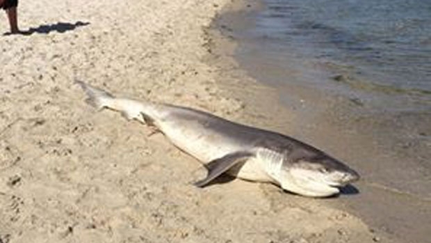 Article image for Shark washes up on Rosebud beach