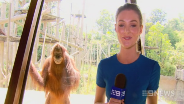 Article image for Video: The Smiling Orangutan