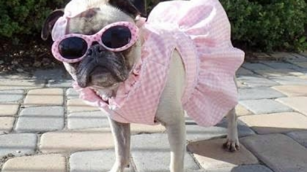 Article image for Neil Mitchell listeners send in pictures of dogs dressed up