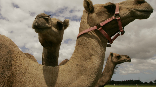 Article image for Tom Elliott learns how to milk a camel