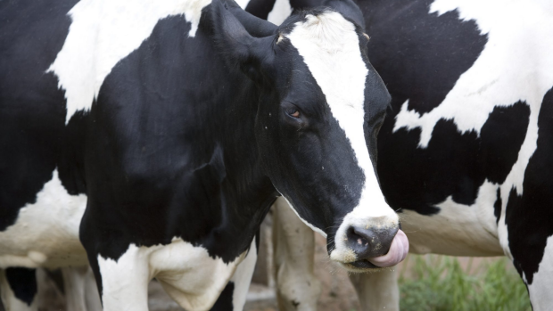 Article image for Coles to launch new brand of milk to help dairy farmers