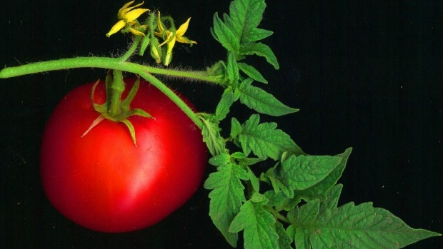 Article image for Tomato harvest