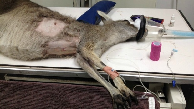 Article image for Kangaroo shot with arrow at Bundoora