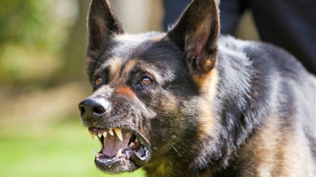 Article image for Dangerous dog laws introduced following fatal mauling could soon be overturned